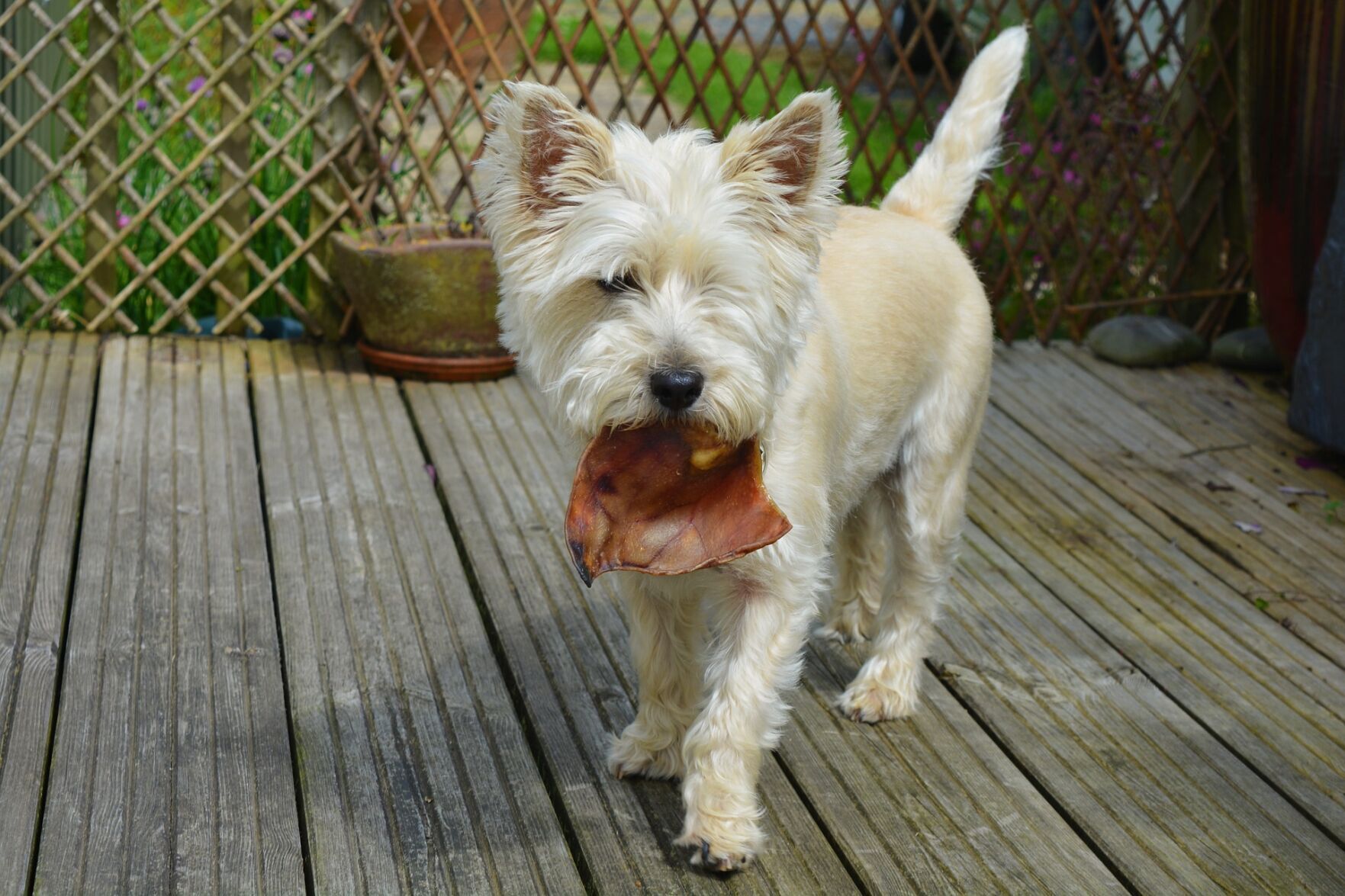 Dog treats